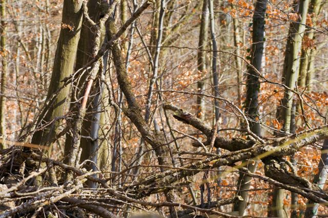 in-the-thicket-counsel-the-magazine-of-the-bar-of-england-and-wales